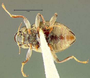 Media type: image;   Entomology 24461 Aspect: habitus ventral view